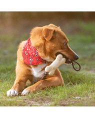 Bitter para Animal Estimação Salmer