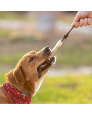 Bitter para Animal Estimação Salmer